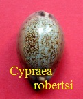 Cypraea (Pseudozonaria) robertsi, Hidalgo 1906